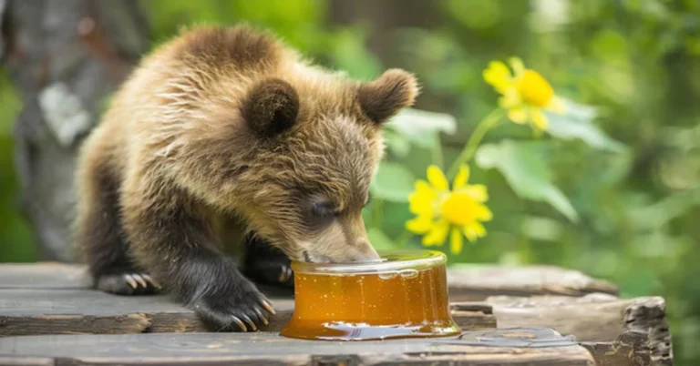 Honey Bears