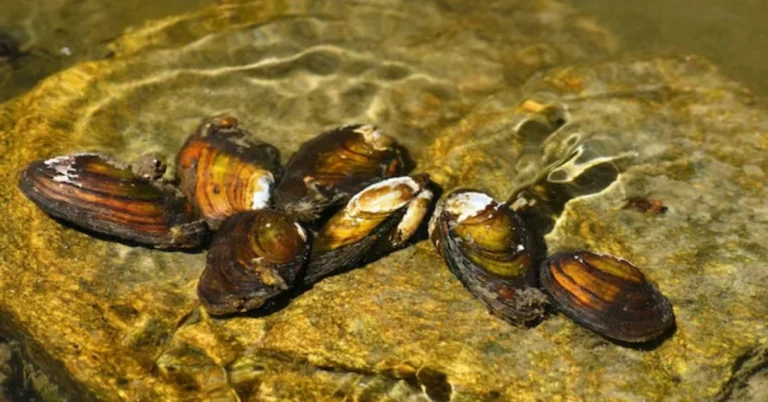 Rubber Ducky Isopods