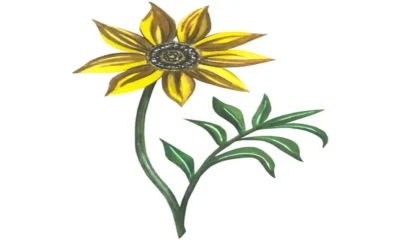 Sunflower Drawing