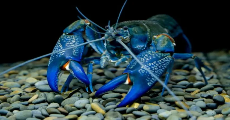Blue Lobster