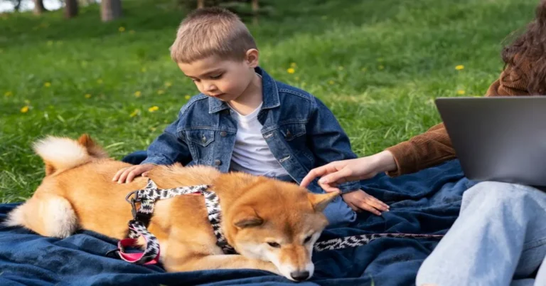 Dog Daycare