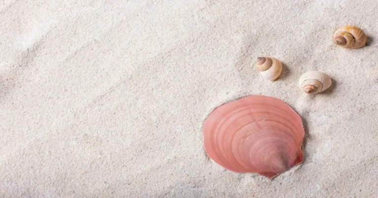 Conch Shells