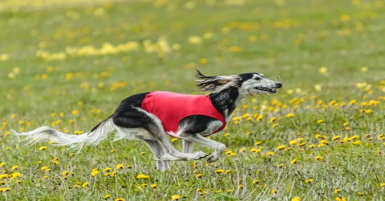 Silken Windhound