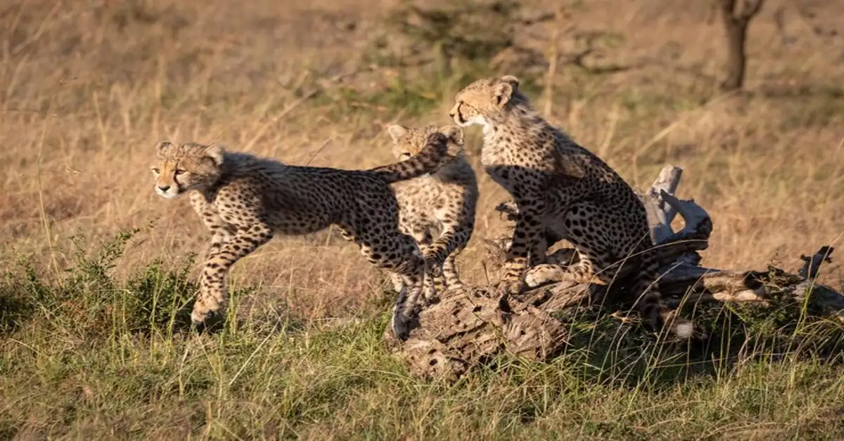 Cheetahs